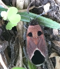 Melanotelus bipunctatus