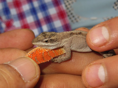 Chiapas Ornate Anole