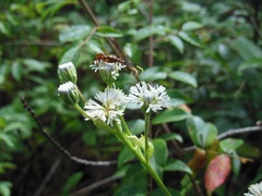 Strangalia doyeni