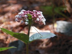Asclepias pellucida