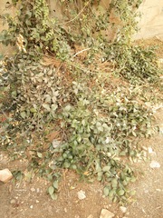Ruscus