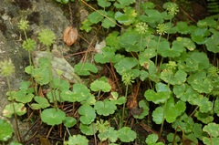 Hydrocotyle mexicana