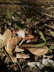 Leptotes cassius cassidula