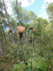 Cirsium subcoriaceum
