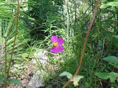 Cosmos crithmifolius