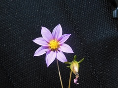 Dahlia australis chiapensis