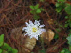 Pinaropappus spathulatus