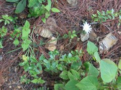 Pinaropappus spathulatus