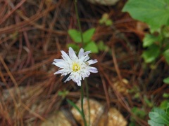 Pinaropappus spathulatus