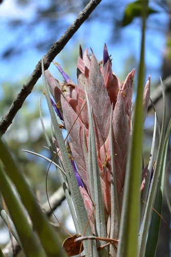 Tillandsia carlsoniae, photograph 4