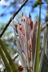 Tillandsia carlsoniae