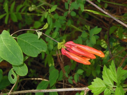 Lonicera pilosa (Lonicera pilosa)