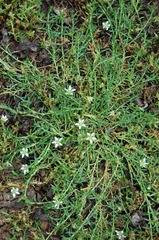 Arenaria bourgaei