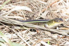 Gerrhosaurus flavigularis