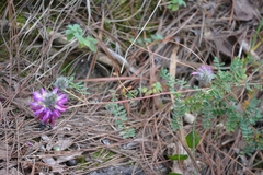 Dalea tomentosa
