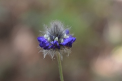 Dalea tomentosa