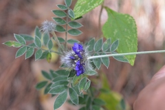 Dalea tomentosa