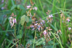 Desmodium pringlei