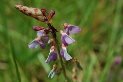 Desmodium pringlei