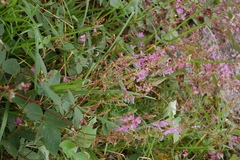 Desmodium pringlei