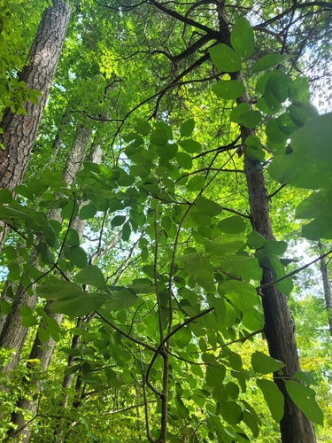 Image of Fraxinus biltmoreana by (c) Daniel Washburn, some rights reserved (CC BY)