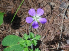 Geranium goldmanii