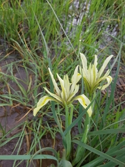 Iris grant-duffii