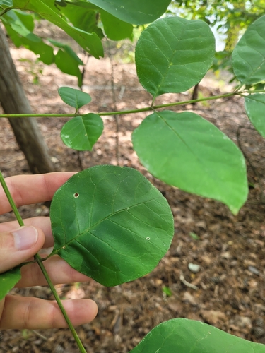 Image of Fraxinus biltmoreana by (c) Daniel Washburn, some rights reserved (CC BY)