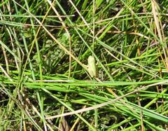 Hyla walkeri