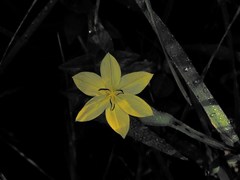 Sisyrinchium angustissimum