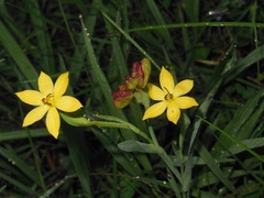 Sisyrinchium angustissimum