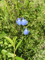 Salvia reptans