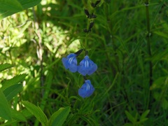 Salvia reptans