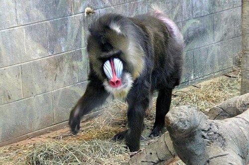 Mandrillus sphinx