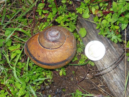 Lysinoe ghiesbreghti