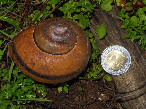 Lysinoe ghiesbreghti