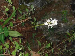 Govenia liliacea