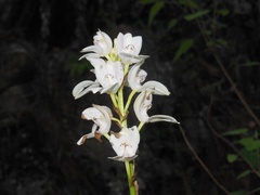 Govenia liliacea