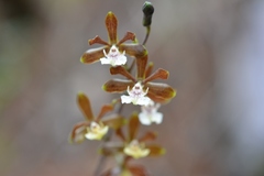 Prosthechea varicosa