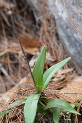 Prosthechea varicosa