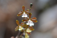 Prosthechea varicosa