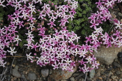 Junellia tridactylites