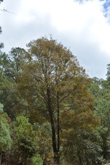Quercus crispipilis