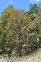 Quercus segoviensis