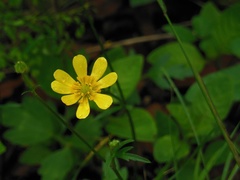 Ranunculus pilosus
