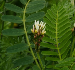 Astragalus boeticus