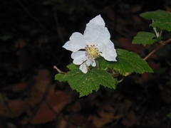 Rubus trilobus