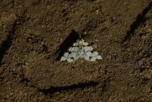 iNaturalist observation photo of Eight-barred Lygropia Moth