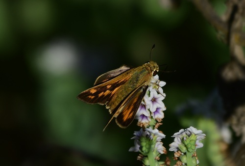 iNaturalist observation photo of Fiery Skipper