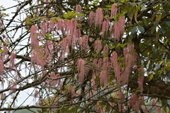 Acer negundo mexicanum